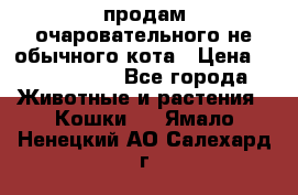 продам очаровательного не обычного кота › Цена ­ 7 000 000 - Все города Животные и растения » Кошки   . Ямало-Ненецкий АО,Салехард г.